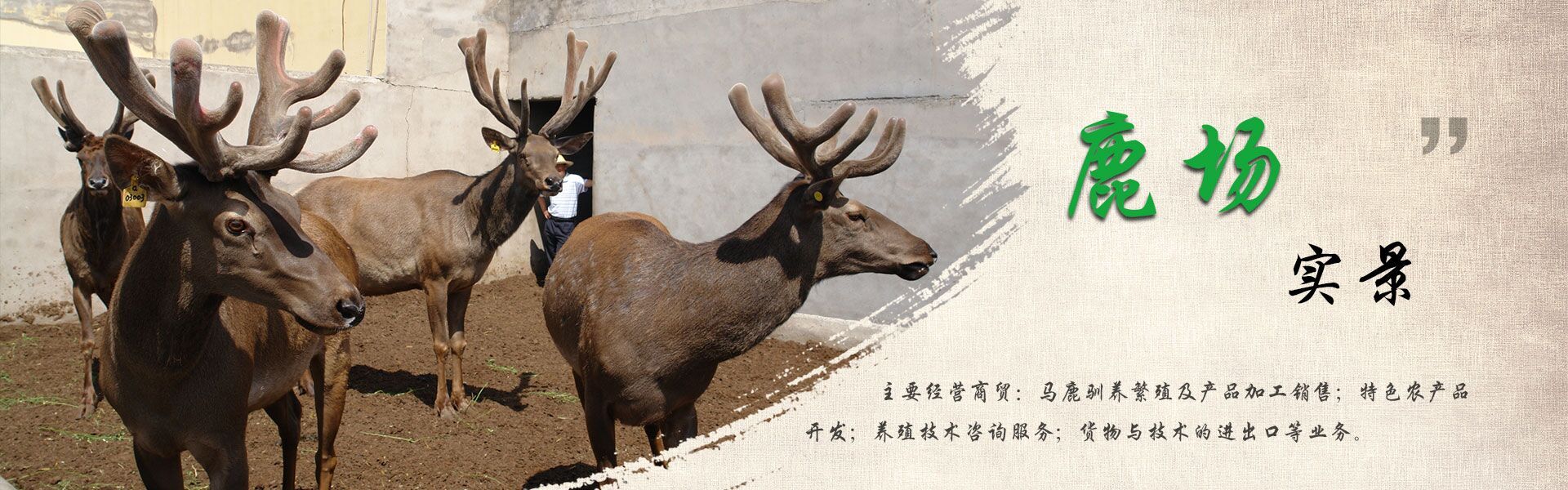 新疆昌吉華盛商貿